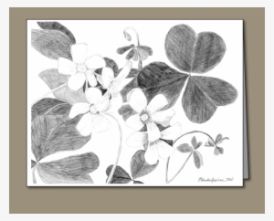 Shamrock Pencil Drawing #3985767