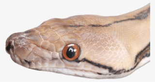 Snake Head Close Up - Snakes #3987498