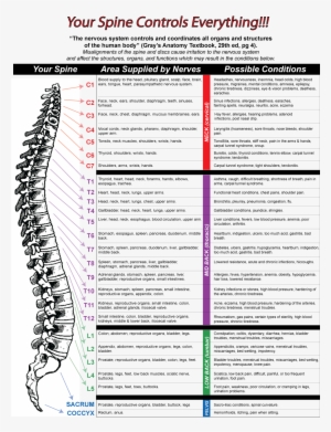 Nerve Chart Poster Color - Black-and-white #3988765