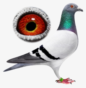 Breeder - Jpeg #3989545