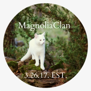 A New Magse Click This For Editing - Turkish Angora #3989928