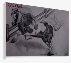 Wild Horse Canvas Print - Stallion #3990474