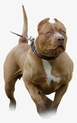 Blue Nose Pitbull Tank #3990720