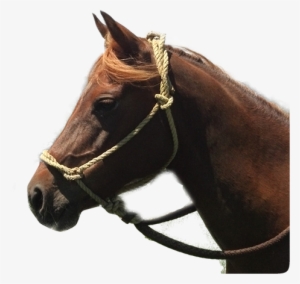 Horse - Horse Head Western #3990821