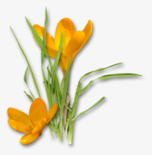 Crocus Png Hd - Yellow Crocus Png #3991641