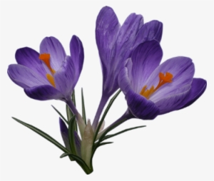 Free Png Crocus Png Images Transparent - Crocus Png #3991645