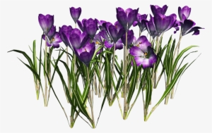 Crocus Free Download Png - Crocus Png #3991689