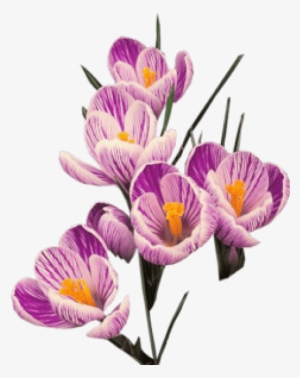 Free Png Crocus Download Png Png Images Transparent - Crocus Png #3991788