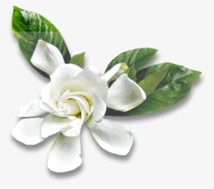 A Report On Cherry Blossoms From Japan - Gardenia #3991794