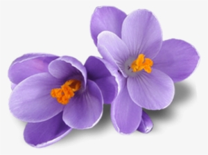 Free Png Crocus Png Images Transparent - Portable Network Graphics #3991928