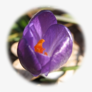 $11 - 00 - Spring Crocus #3992078