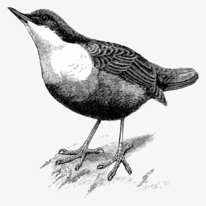 {click On Png Image To Download/save} The Above Image - Transparent Dipper Bird #3992104