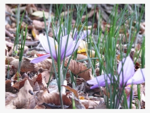 Enlarge - Crocus #3992397