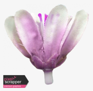 Jolly Neutral - Silk Crocus - Digital Scrapbooking #3992402