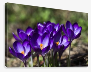 Crocuses In Bloom #3992845