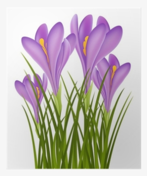 Crocus #3992999