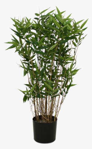 Single Bamboo Tree Png - Potted Palm Tree Png #3993389