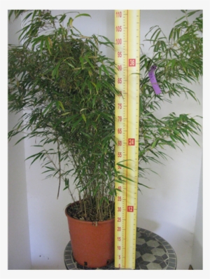 Fargesia Murielae Rufa Fountain Bamboo 10ltr - Fargesia #3993711