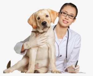 Vet Png - Veterinary Doctor Png #3993746