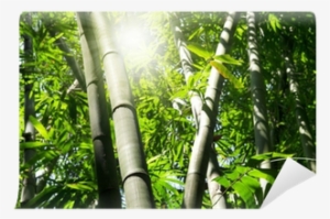Bamboo #3993805