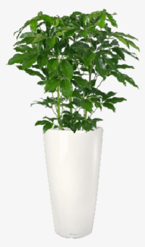 Umbrella Plant - Schefflera Amate #3993835