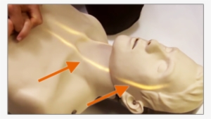 Manikin Brayden Cpr Training Equipment - Art #3993947