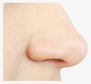 Human Nose Png - Nose #3994287