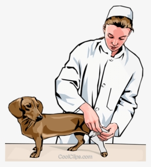 Vet Bandaging Dog's Leg Royalty Free Vector Clip Art - Helping Injured Animals Clipart #3994288