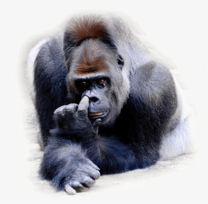 Gorilla Picking Nose - Nose-picking #3994363