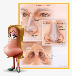 Rhinoplasty, Commonly Known As A “nose Job,” Is The - Nose Anatomy Rhinoplasty #3994404