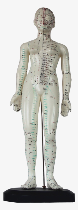 Manikin For Acupunctureproduct No - Suzhou Medical Treatment Products Factory Limited Company #3994405