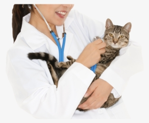 Cat #3994528