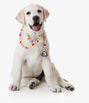 Find A Vet - Veterinarian Png Dog #3994800