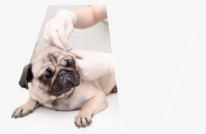 X Ray - Pug #3995079