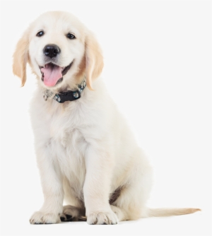 Dog - Veterinary Clinics #3995106