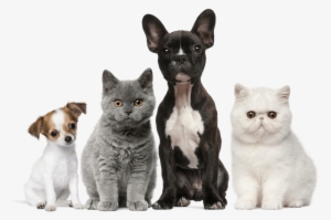 Veterinary Care Services - Dogs And Puppies And Cats And Kittens #3995125