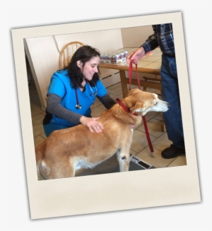 Mobile Vet - Housepaws Mobile Veterinary #3995256