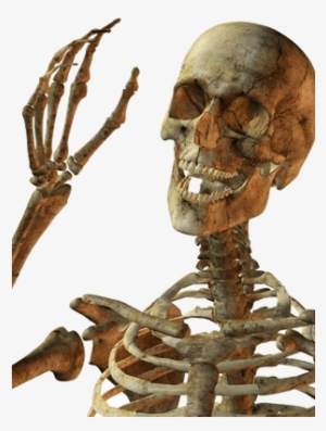 Skulls And Skeletons Transparent Png Images - Skeleton Png #3995363