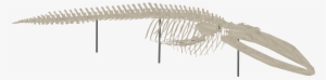 Whale Skeleton - Wiki #3995466