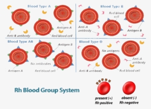 Who Can Donate Or Receive Blood - Blood Type Antibodies #3995853