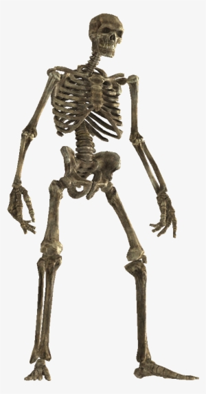 Drokt - Skyrim Wiki - Skeleton #3995909