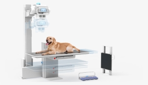 Veterinary Physician #3995955