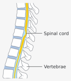 Spinal Cord Diagram - Spinal Cord #3997024