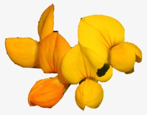 Bird's-foot Trefoil By Judy Gallagher Via Wikimedia - Senna #3997625