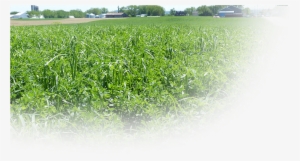 Forage Seeds - Grass #3997914