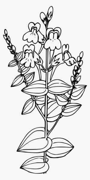 This Free Icons Png Design Of Dalmation Toadflax #3998130