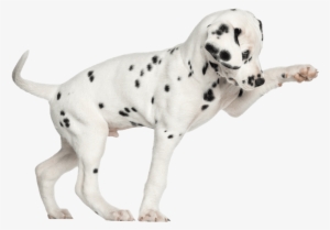 Dalmation Pup Png800 - Laser Pet Collar #3998204