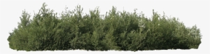Desert Bush Png Graphic Royalty Free Download - Bushes Png #40038