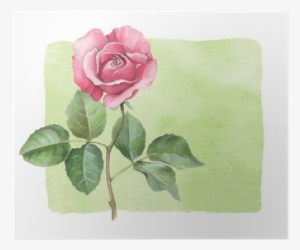 Watercolor Illustration Of Rose Flower Poster • Pixers® - Özgül Grup Dekoratif Baskılı Gül Kırlent #40063