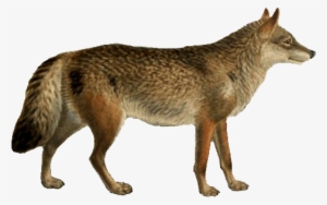 Dogs, Jackals, Wolves, And Foxes - Red Wolf With Transparent Background #40223